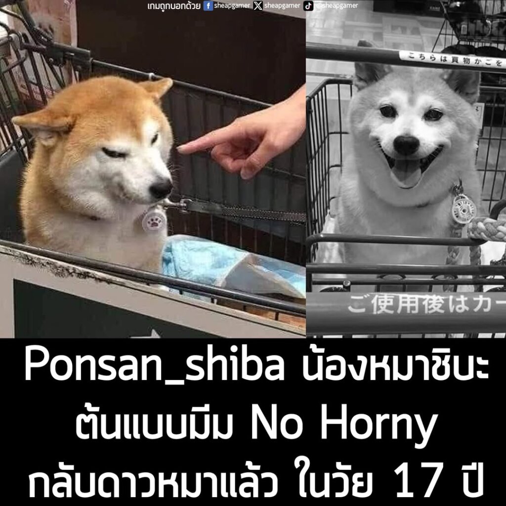 Ponsan_shiba น้องหมาชิบะต้นแบบมีม No Horny กลับดาวหมาแล้ว ในวัย 17 ปี