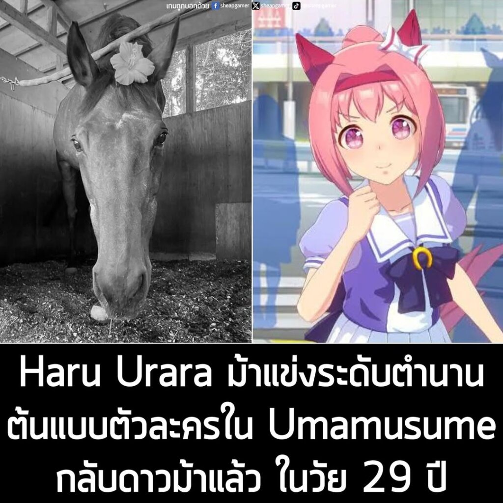 Haru Urara ม้าแข่งระดับตำนาน ต้นแบบตัวละครใน Umamusume กลับดาวม้าแล้ว ในวัย 29 ปี