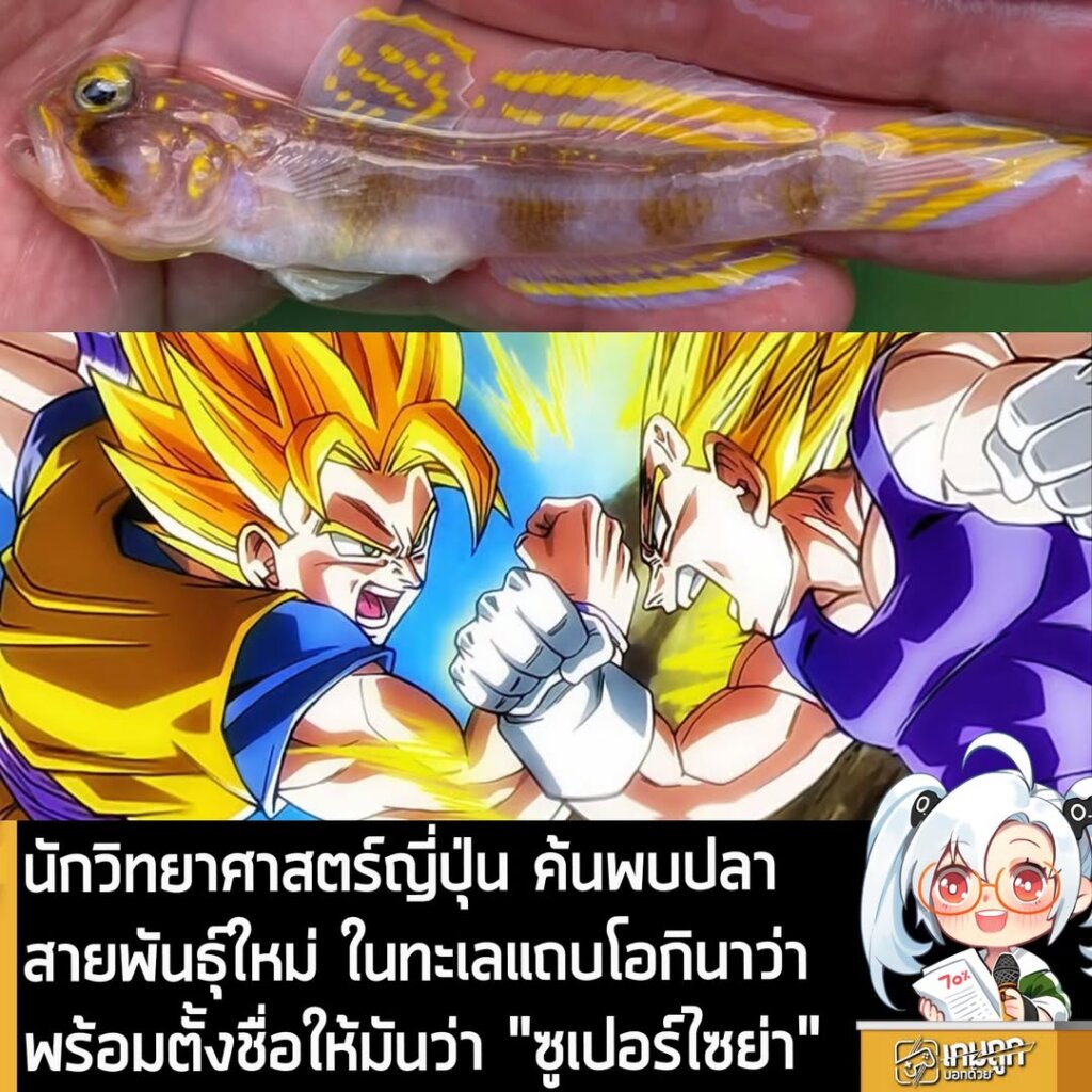 นักวิทยาศาสตร์ญี่ปุ่น ค้นพบปลาสายพันธุ์ใหม่ในทะเลแถบโอกินาว่า พร้อมตั้งชื่อให้มันว่า "ซูเปอร์ไซย่า"