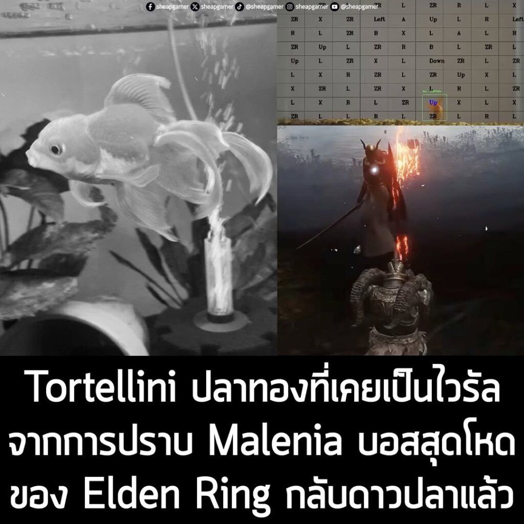 Tortellini ปลาทองที่เคยเป็นไวรัลจากการปราบ Malenia บอสสุดโหดของ Elden Ring กลับดาวปลาแล้ว