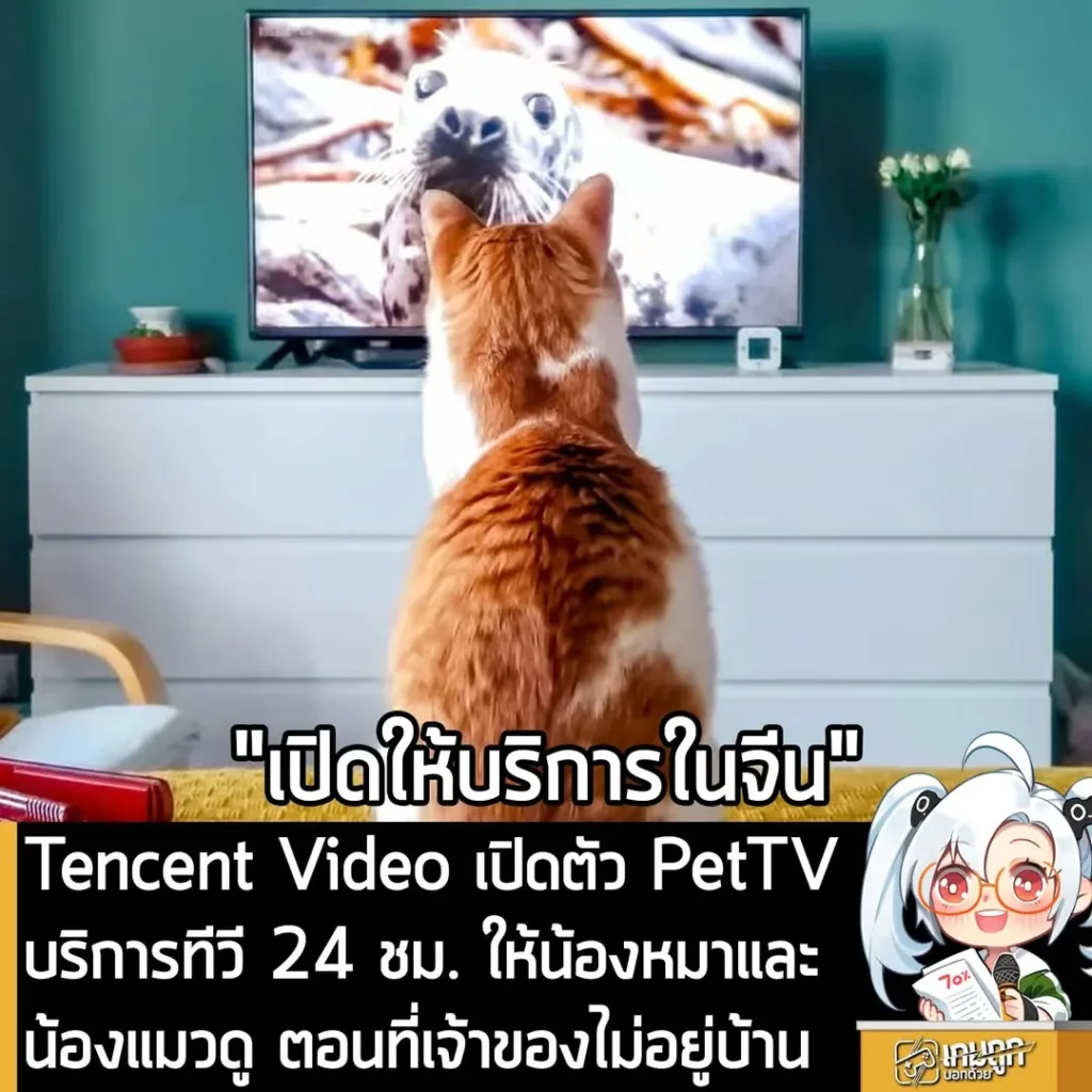 Tencent Video เปิดตัว PetTV บริการทีวี 24 ชม. ให้น้องหมาและน้องแมวดู ตอนที่เจ้าของไม่อยู่บ้าน